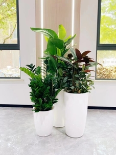 体验杭州湾盆景出租设计，感受别样自然风情！